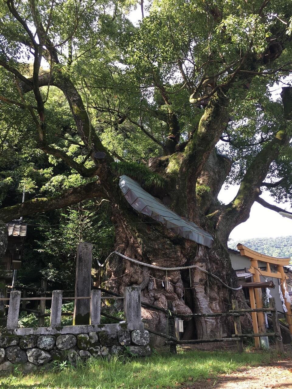 推定樹齢千三百年!今回は高知県が誇る「大谷のクスノキ」