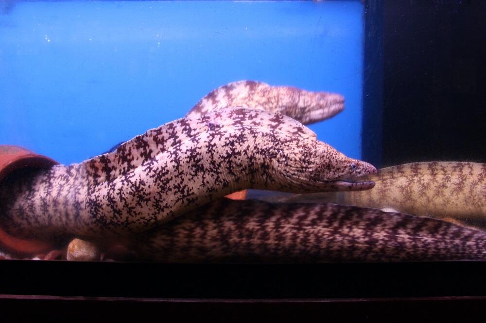 海のギャングと呼ばれるウツボは高知県民が愛するソウルフード！？