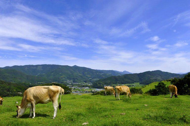 高知県産の素材をはじめ、長野県産の小麦粉や無農薬栽培のモラセスシュガー、イタリア産Zucchiのひまわり油や国産・無香料のクーベルチュールチョコレートなど、厳選した原材料を使用