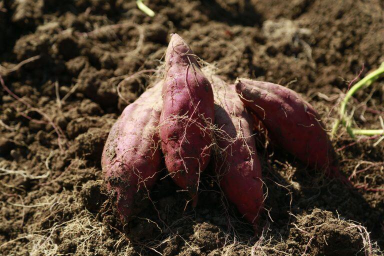 室戸市にある海成段丘・西山台地で育てられた金時芋をふんだんに使用