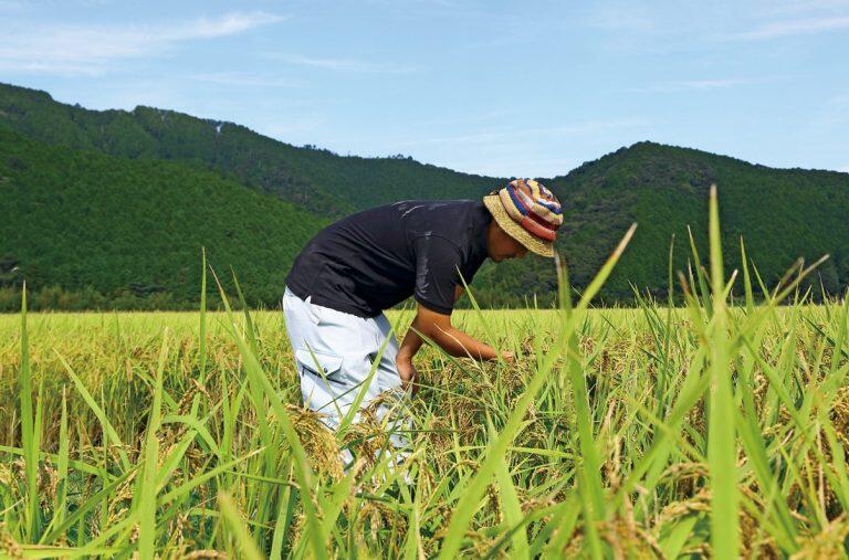 四万十町の標高約200mの高南台地にある窪川地区は、昼夜の寒暖差が激しく、冷涼地で濃霧地帯であることから米作の適地として知られます