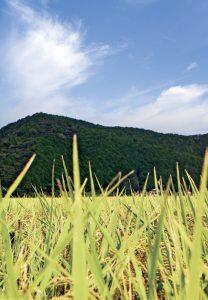 窪川地区で育ったヒノヒカリ
