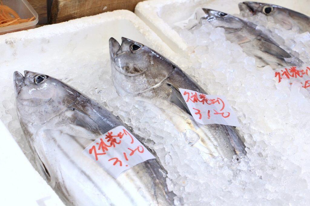 一本釣りのカツオ