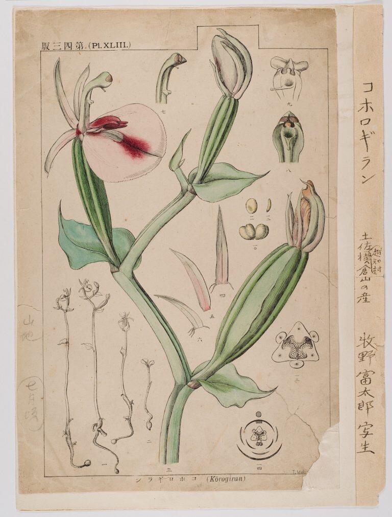 ©高知県立牧野植物園所蔵