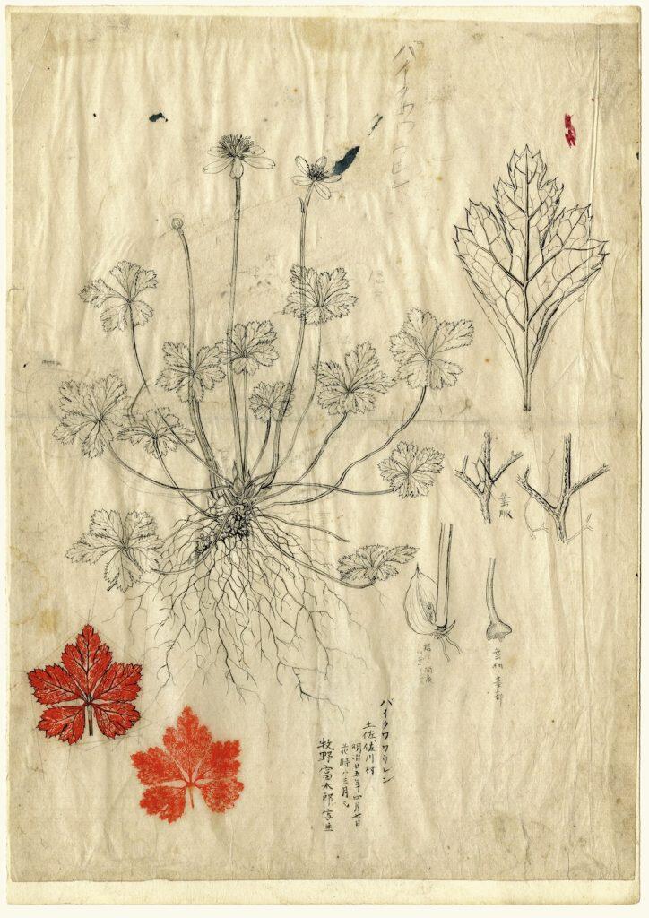 ©高知県立牧野植物園所蔵