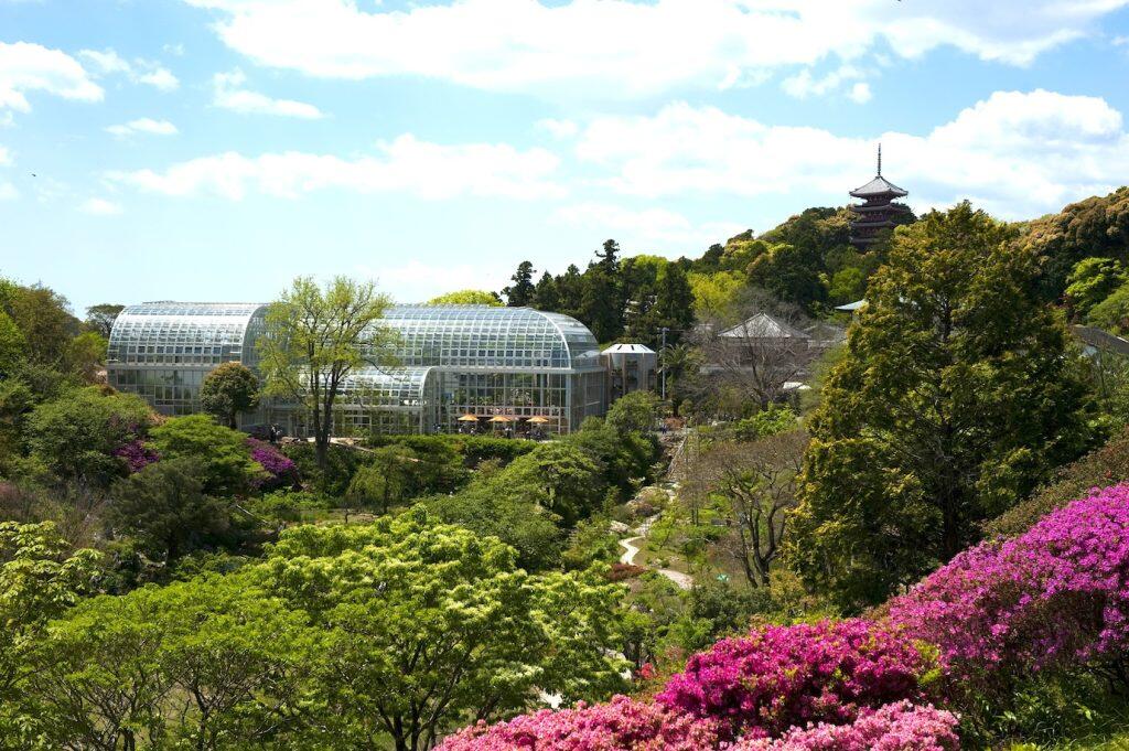 ©高知県立牧野植物園所蔵