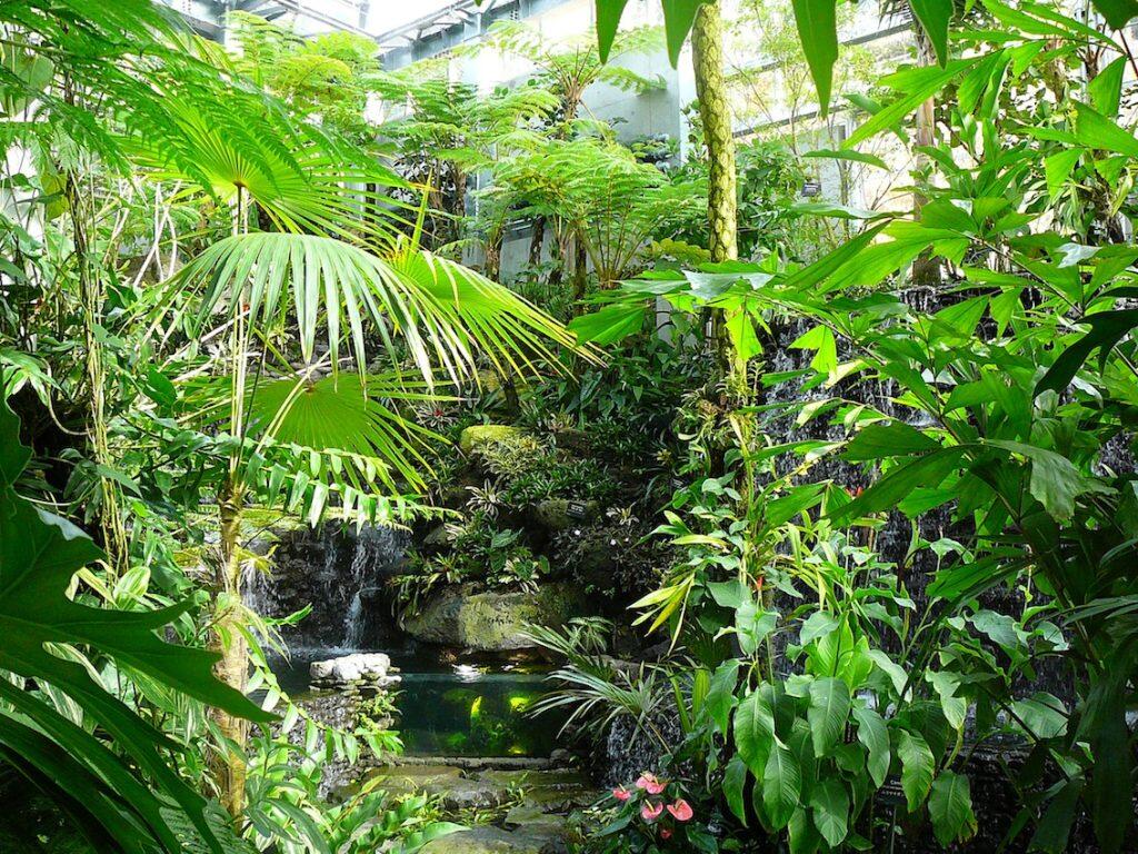 ©高知県立牧野植物園所蔵