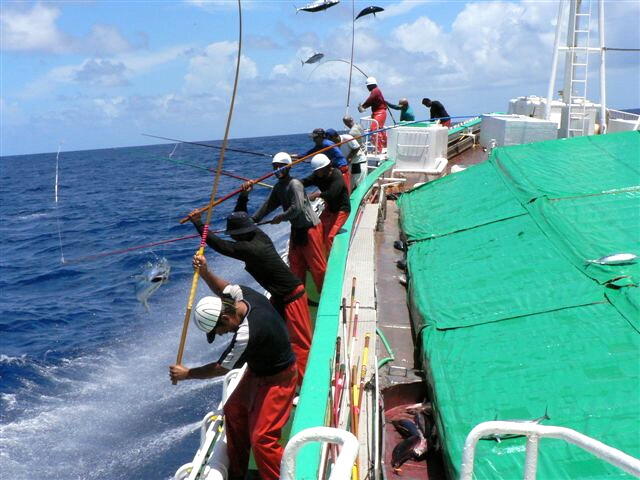 「藁焼きトロ鰹のたたきセット」の鰹は、秋に三陸沖から南下してくる脂乗りの良いトロ鰹(戻り鰹)