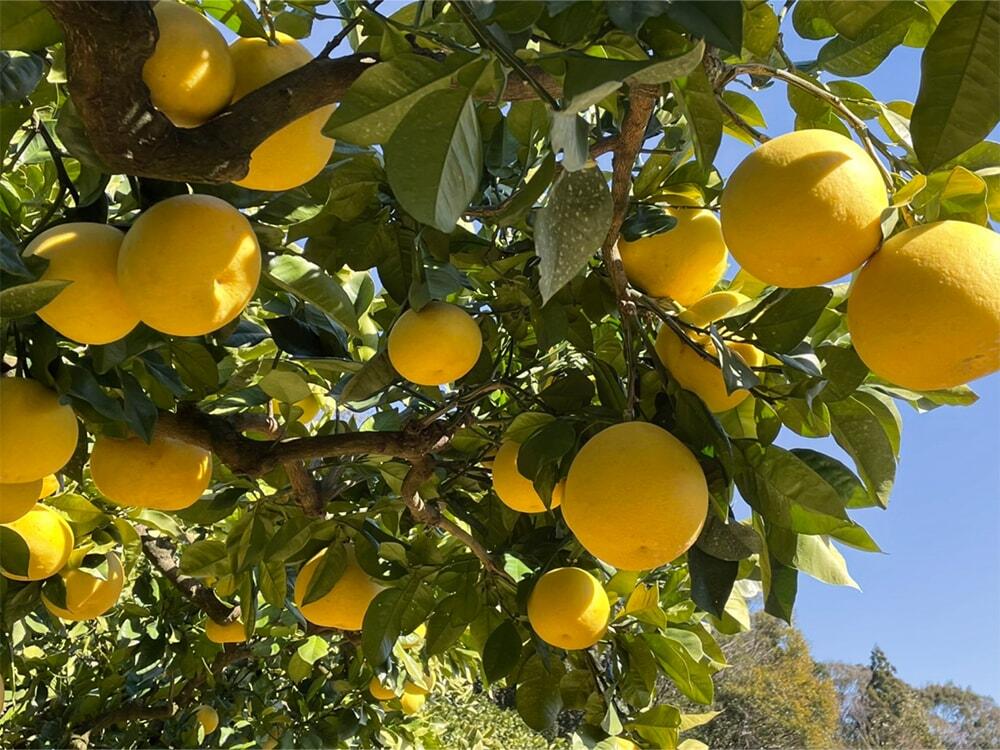 丸々と実った露地栽培の文旦の写真
