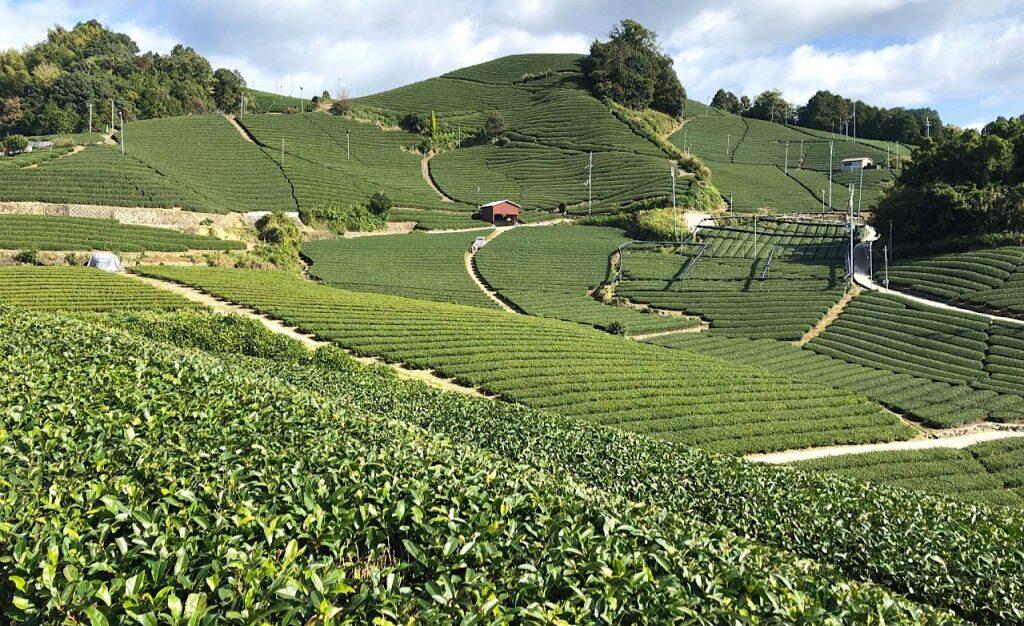 京都府産「宇治抹茶」