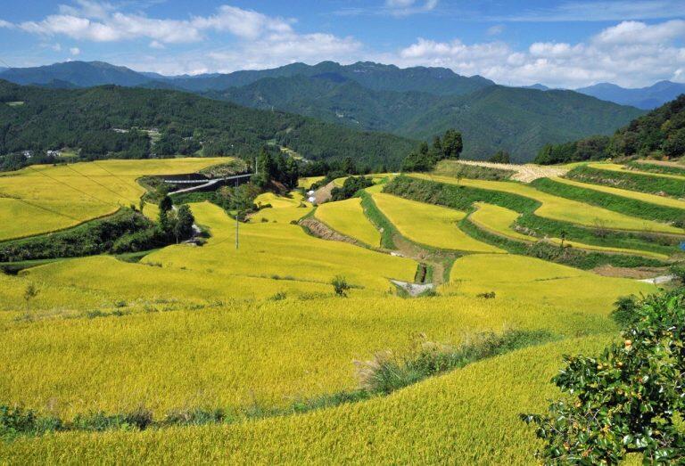 お米は高知県産酒造好適米