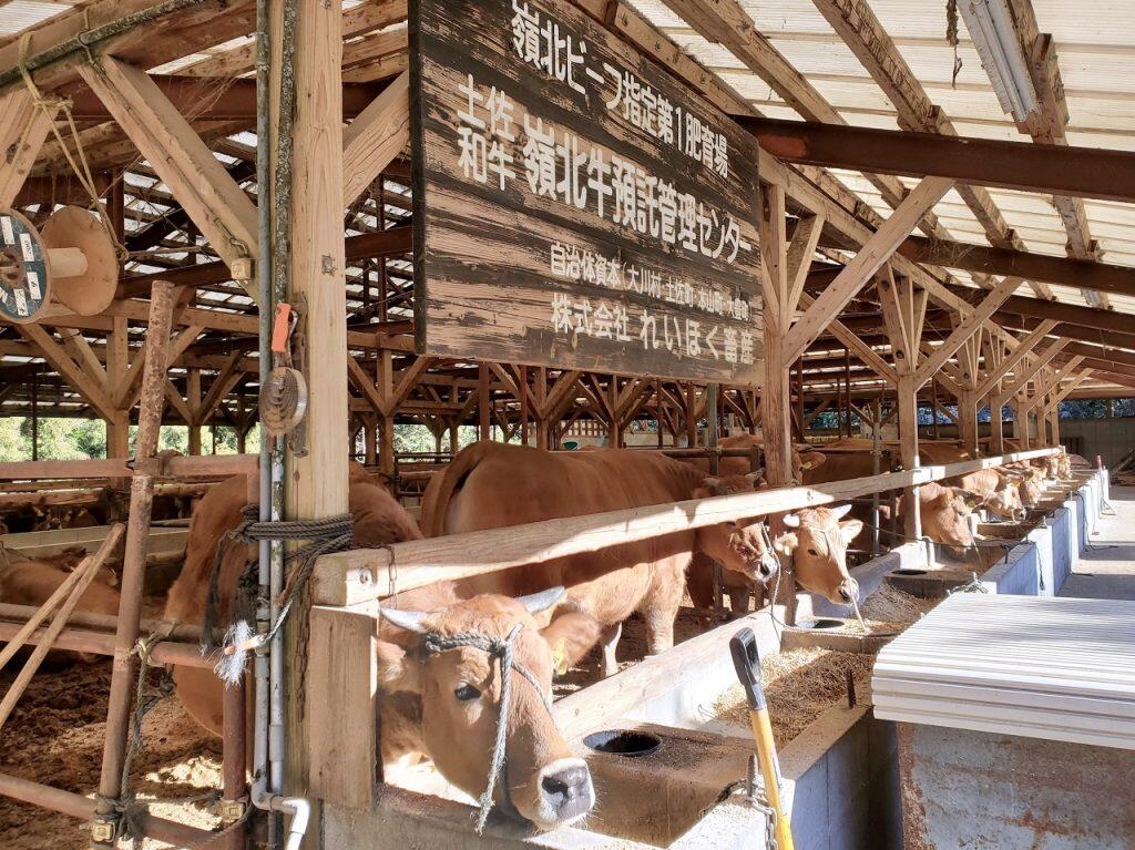 現在80頭の雌の