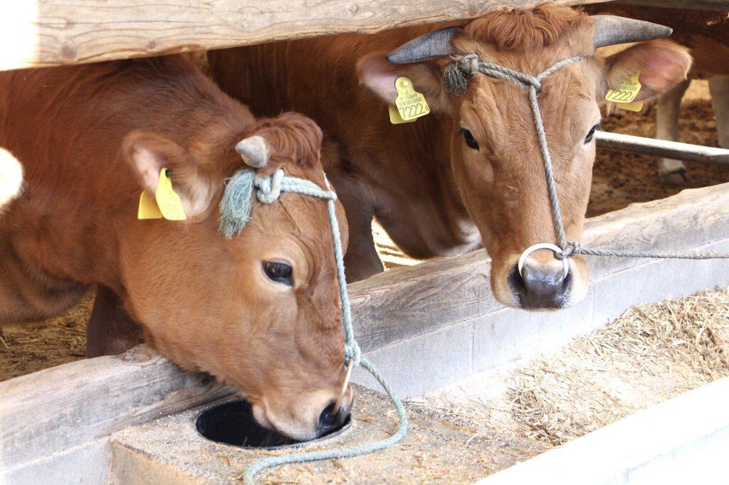 ホルモン剤や添加物などを使用していない飼料と四国山脈から湧き出る清らかな源流水を与え、美味しさはもちろん安心・安全にもこだわっている
