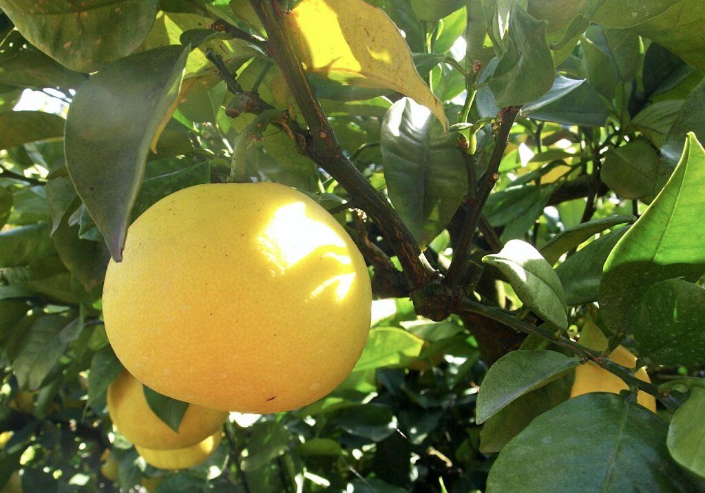 プリッと弾ける冬の味覚♪高知特産「温室土佐文旦」