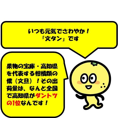 プリッと弾ける冬の味覚♪高知特産「温室土佐文旦」