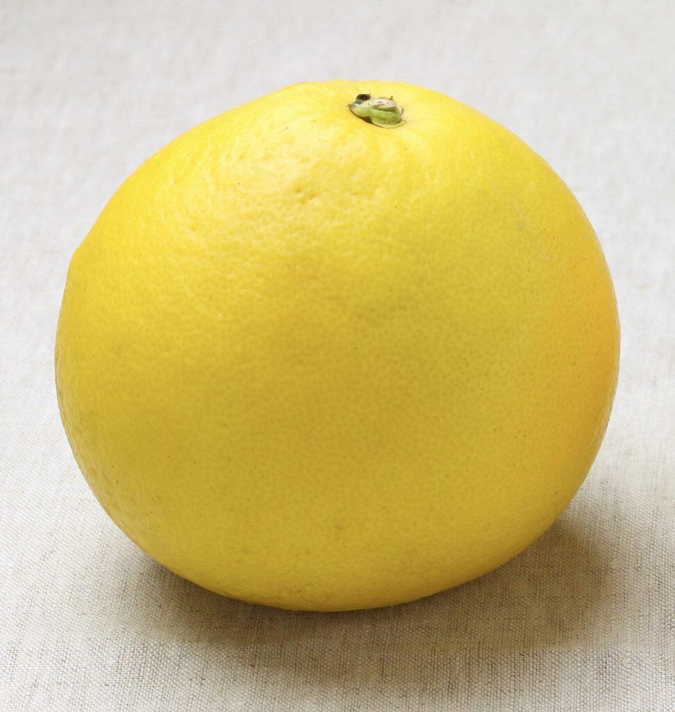グレープフルーツほどの大きさで、鮮やかな黄色い果皮にぽってりとしたフォルムが特徴の土佐文旦