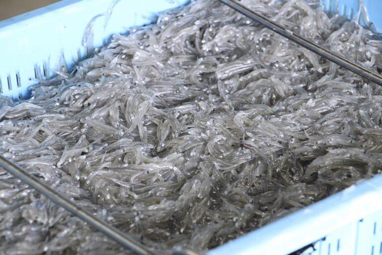 漁港で水揚げされたしらすをすぐに加工場で釜茹でするため鮮度に自信あり