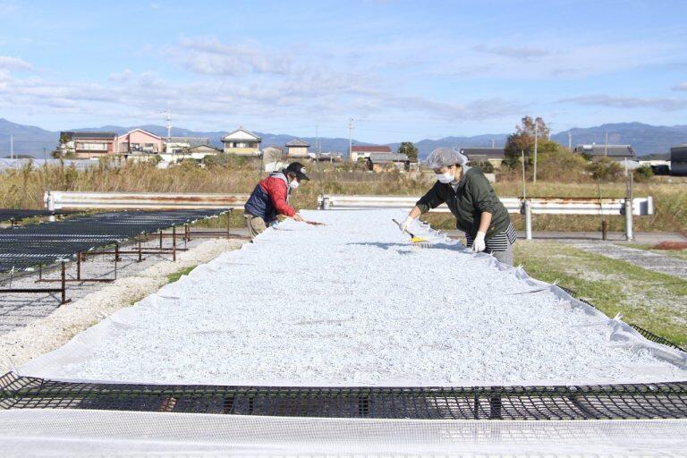 釜茹で後は、太陽の光が降り注ぐ風通しの良い場所で、全て手作業で丁寧に天日干し