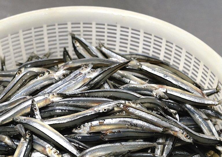 初夏に宿毛湾で獲れる脂ののった子持ちキビナゴだけを使った「きびなごフィレ」は、様々なコンテストで賞を受賞した、イチオシの自信作