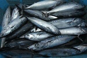 宗太鰹を使った旨味溢れるオリジナル「姫かつお」