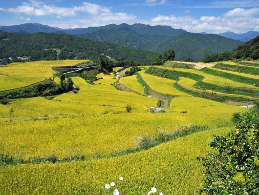 お米は高知県産酒造好適米・吟の夢