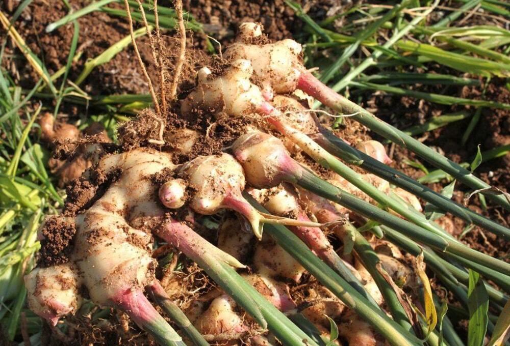 収穫後の生姜/ジンジャーエール