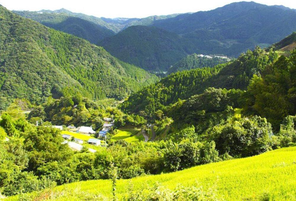 土佐山/ジンジャエール