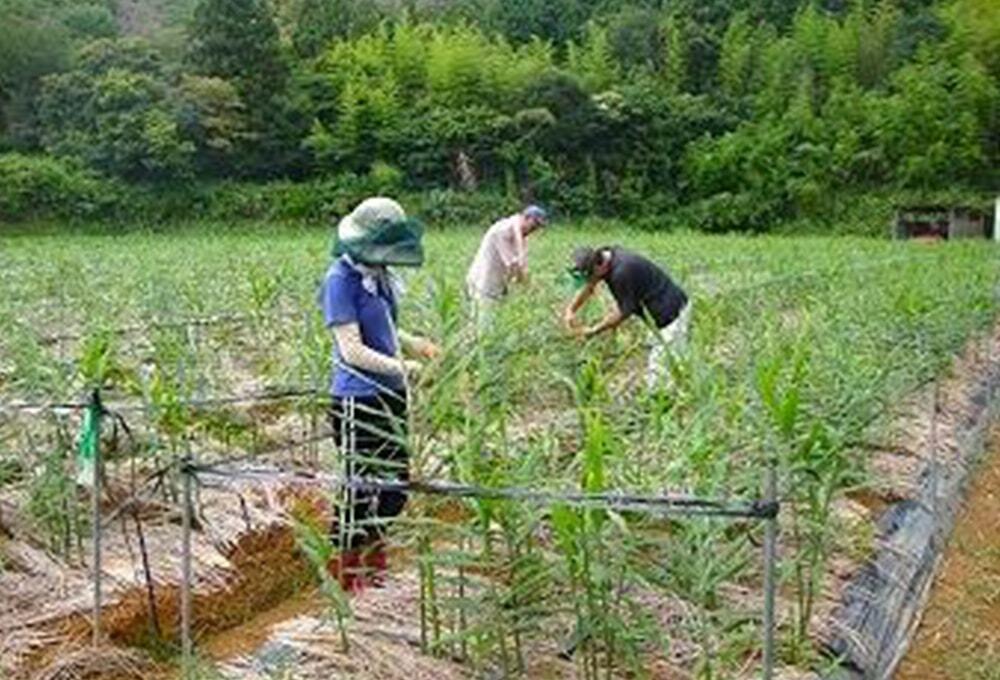 収穫風景/ジンジャーエール