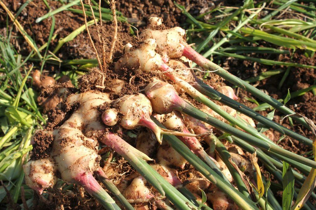 土佐山産の有機生姜