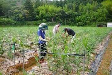 主役の生姜は、農薬・化学肥料・化学合成剤を使わず、自然の力のみで育てた有機JAS認定の生姜です