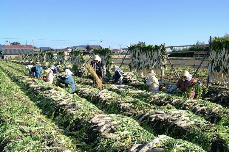 高知県産の野菜を有効活用する加工産業を確立すべく、昭和40年に「高知県園芸連」と提携し設立