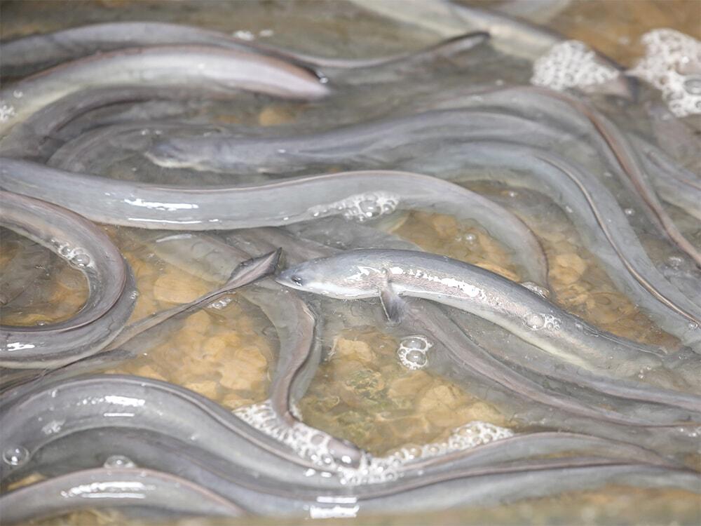 シラスウナギを飼育しているの写真/西岡養鰻株式会社