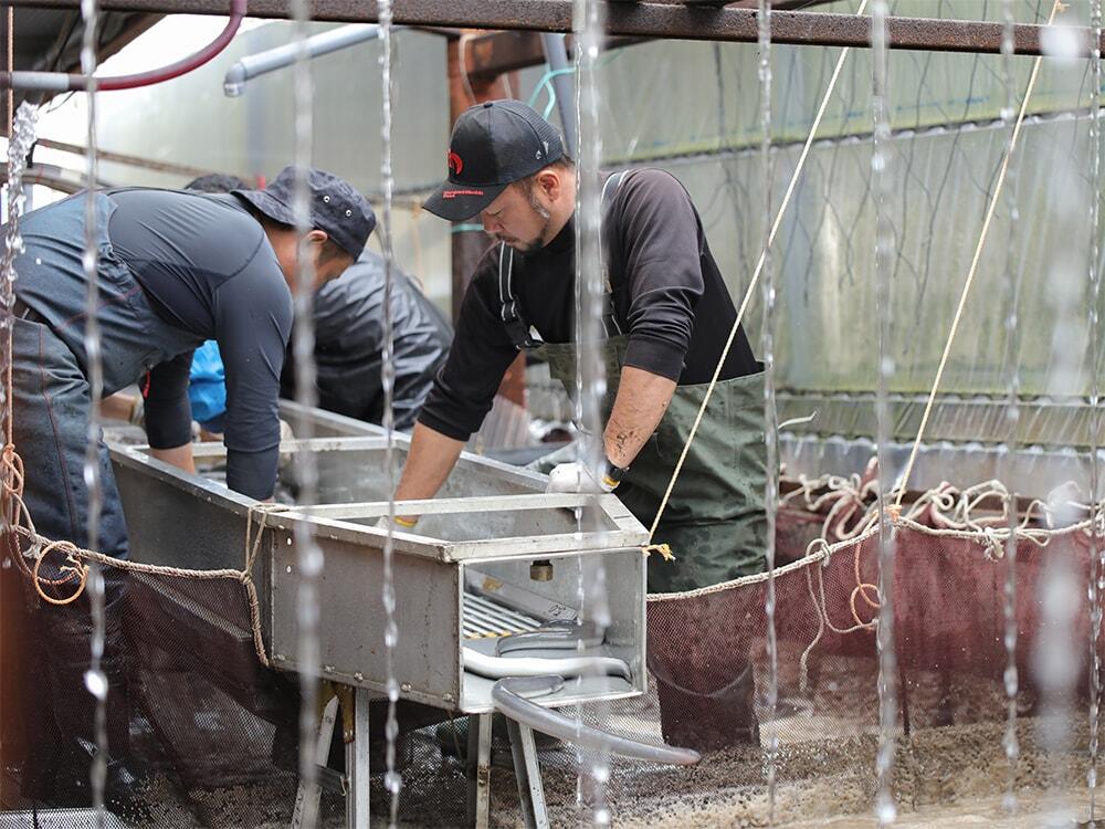 シラスウナギを管理しているの写真/西岡養鰻株式会社