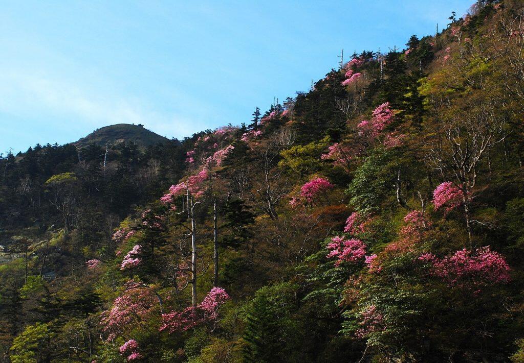 春にはアケボノツツジやシャクナゲ、夏には新緑、秋には美しい紅葉、11月には木々が白く輝く霧氷など、四季折々に美しい山々の風景が楽しめます。