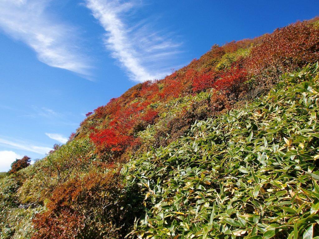 春にはアケボノツツジやシャクナゲ、夏には新緑、秋には美しい紅葉、11月には木々が白く輝く霧氷など、四季折々に美しい山々の風景が楽しめます。