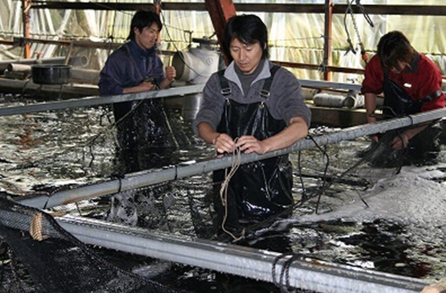 高知県内2箇所にある自社養鰻場では、シラスから成鰻になるまで、どの段階においても水温・水質・飼料などを徹底管理
