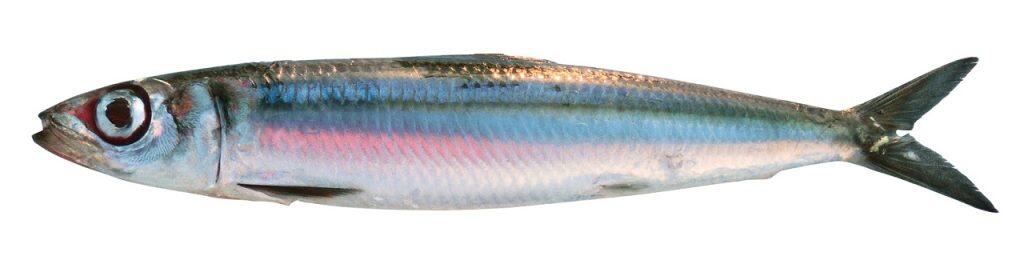 一本釣りウルメイワシ