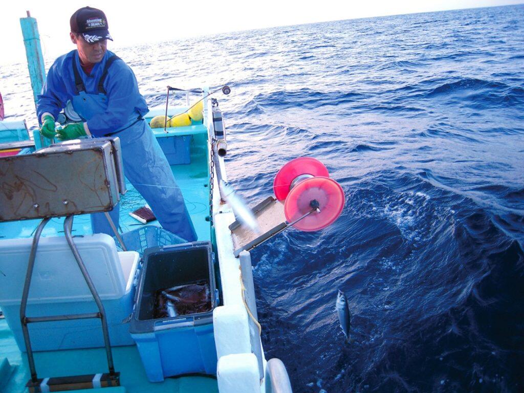 「宇佐もん工房」で取り扱っているのは、黒潮の恵み豊かな土佐湾で一本釣りされたウルメイワシ。