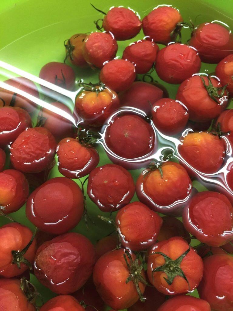 見た目が少し悪くて出荷されないシュガートマトも味は抜群!