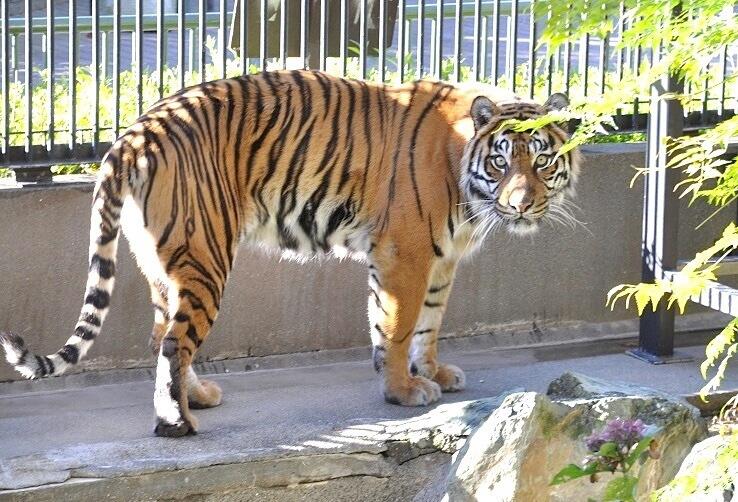 メスのスマトラトラ