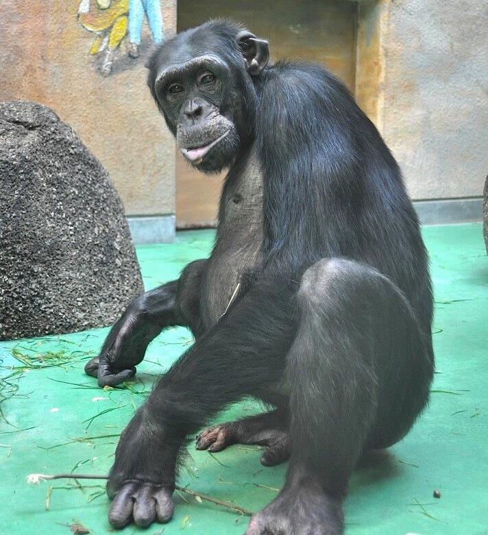 アニマルランドには、チンパンジーやマントヒヒなどを展示
