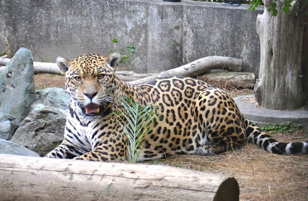 国内では数少ないジャガーの展示