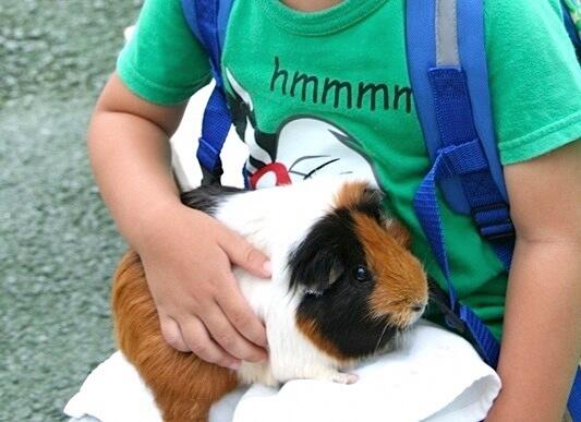 ふれあい広場では、モルモットやウサギなどの定番の動物はもちろん、ケヅメリクガメ(暖かい日のみ展示)とも触れ合うことができ、お子様にもおすすめ