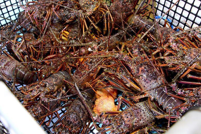 室戸獲れの鮮魚や市場で仕入れた貝類