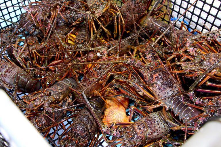 室戸獲れの鮮魚や市場で仕入れた貝類など