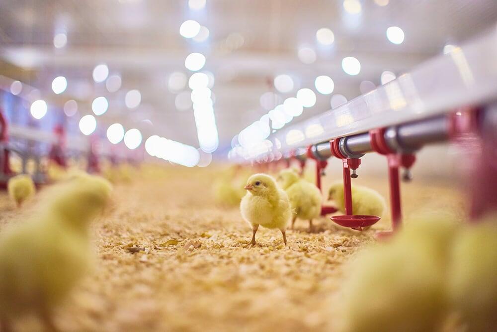 「ヤマニファーム」の鶏舎