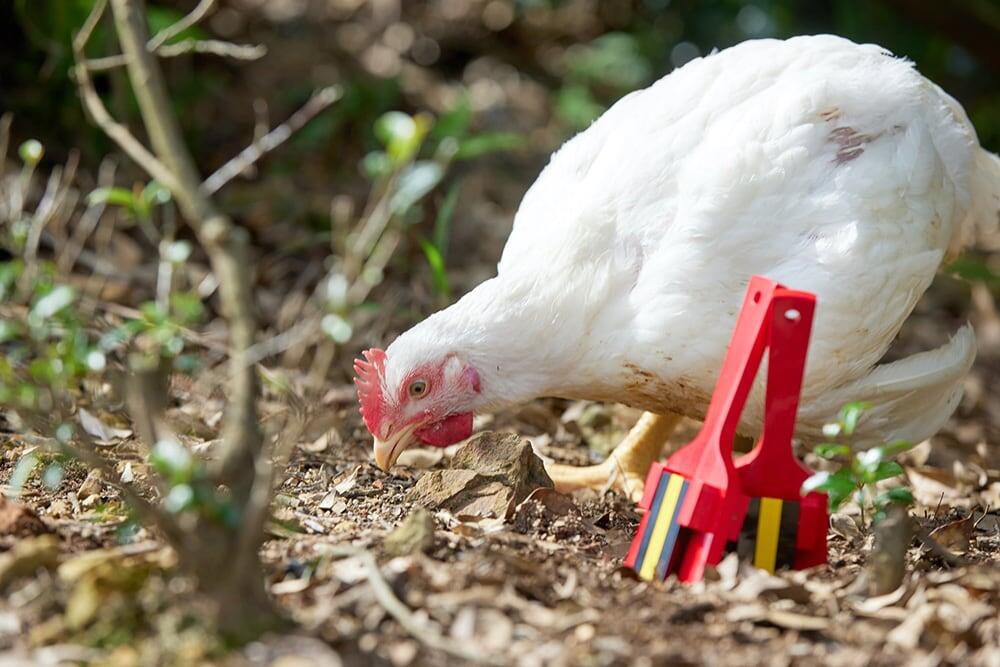 地域と共に育つ「ヤマニファーム」のよさこい尾鶏