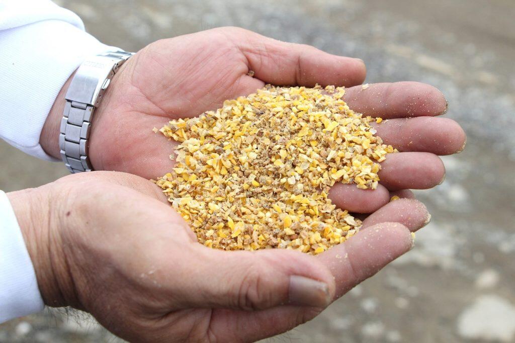 「米ヶ岡鶏」の美味しさの決め手はズバリ飼料