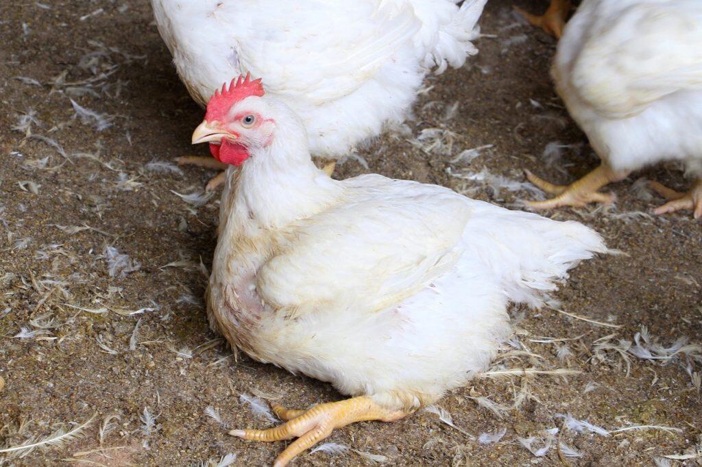 健康かつ良質な肉質の鶏