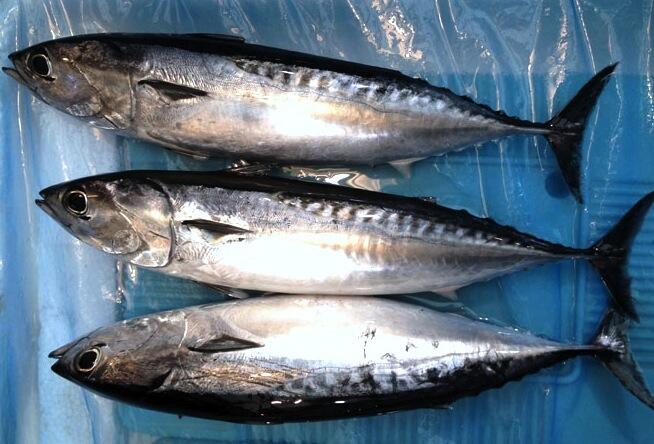 期間限定の美味魚「メジカの新子」をブシュカンで味わおう!